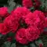 Роза РАДОСТЬ САДОВНИКА (ГАРТЕН ФРОЙДЕ) почвопокровная в Рогачеве