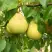 Груша ВЕЛИКАЯ ЛЕТНЯЯ (БОЛЬШАЯ ЛЕТНЯЯ) в Рогачеве
