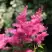 Астильба САННИ ДЕЙ гибридная в Рогачеве
