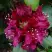 Рододендрон КАЛИ в Рогачеве