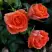 Роза ОРАНЖ ДЖЕВЕЛ миниатюрная в Рогачеве