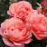 Роза КОРАЛ ЛИОНС РОУЗ флорибунда в Рогачеве