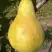 Груша КОНКОРД в Рогачеве