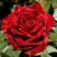 Роза РЕД ИНТУИШН чайно-гибридная в Рогачеве