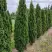 Туя ДЕГРУТ СПАЙР западная в Рогачеве