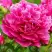 Пион НОЧНЫЕ ГРЕЗЫ древовидный в Рогачеве
