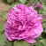 Пион ОРНАМЕНТ древовидный в Рогачеве