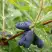 Жимолость съедобная ГОЛУБОЕ ВЕРЕТЕНО в Рогачеве