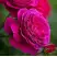 Роза МАЛИНОВЫЙ ЗВОН чайно-гибридная в Рогачеве