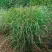 Просо РЕБРАУН прутьевидное в Рогачеве
