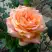 Роза ЭЛЬДОРАДО чайно-гибридная в Рогачеве