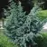 Можжевельник БЛЮ АЛЬПС китайский  в Рогачеве