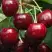 Черешня ГРОНКАВАЯ в Рогачеве