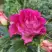 Роза БРЕРА флорибунда в Рогачеве