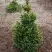 Ель ВИЛС ЦВЕРГ обыкновенная в Рогачеве