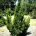 Можжевельник КАЙЗУКА китайский в Рогачеве