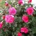 Роза МАЛИНОВЫЙ ЗВОН чайно-гибридная в Рогачеве