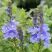 Вероника РОЯЛ БЛЮ большая в Рогачеве