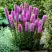 Лиатрис РОЗЕА колосковая в Рогачеве