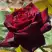Роза БЛЭК БАККАРА чайно-гибридная в Рогачеве