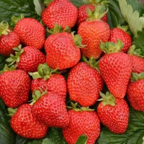 Клубника САН АНДРЕАС ремонтантная  Клубника САН АНДРЕАС ремонтантная в Рогачеве