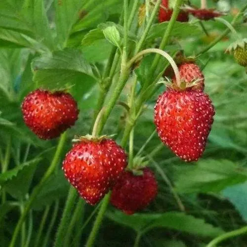 Земляника АЛЬПИЙСКАЯ  Земляника АЛЬПИЙСКАЯ в Рогачеве