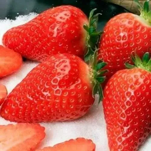 Клубника АЛЬБА  Клубника АЛЬБА в Рогачеве