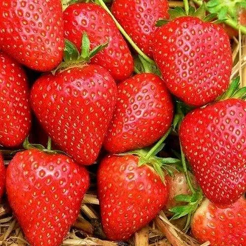 Клубника КВИКИ  Клубника КВИКИ в Рогачеве