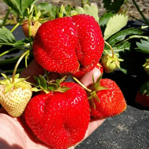 Клубника АПРИКА  Клубника АПРИКА в Рогачеве