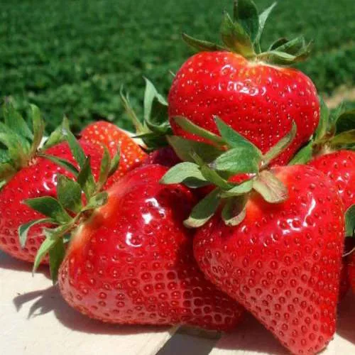 Клубника ДЖОЛИ  Клубника ДЖОЛИ в Рогачеве