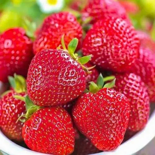 Клубника СИЛЬВИЯ  Клубника СИЛЬВИЯ в Рогачеве