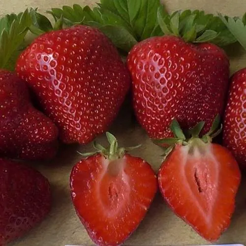 Клубника САНДРА  Клубника САНДРА в Рогачеве