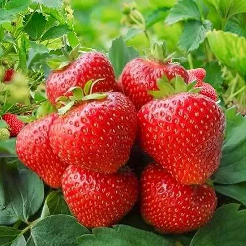 Клубника КИМБЕРЛИ  Клубника КИМБЕРЛИ в Рогачеве