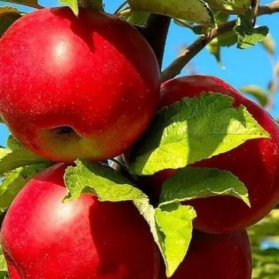 Зимние сорта  Зимние сорта в Рогачеве