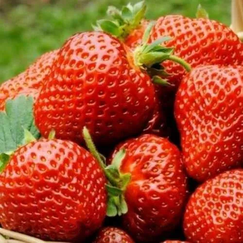 Клубника ФЛОРЕНС  Клубника ФЛОРЕНС в Рогачеве