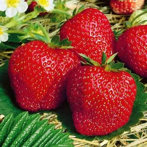 Клубника ВИМА ЗАНТА  Клубника ВИМА ЗАНТА в Рогачеве