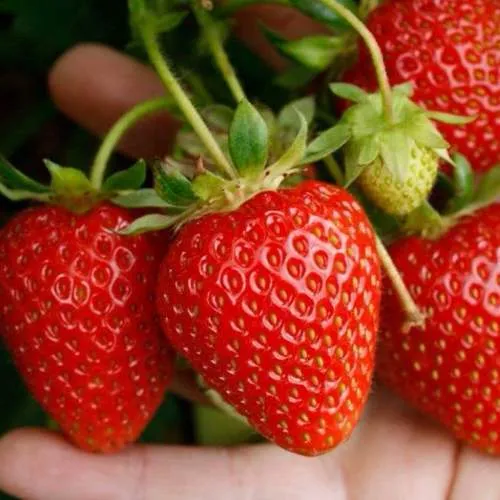 Клубника ПОРТОЛА ремонтантная  Клубника ПОРТОЛА ремонтантная в Рогачеве