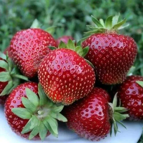 Клубника МАЛЬВИНА  Клубника МАЛЬВИНА в Рогачеве