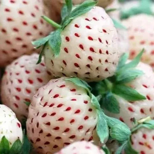 Клубника АНАНАСА ремонтантная  Клубника АНАНАСА ремонтантная в Рогачеве