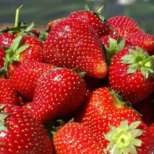 Клубника ПИРЧИНКЬЮ  Клубника ПИРЧИНКЬЮ в Рогачеве