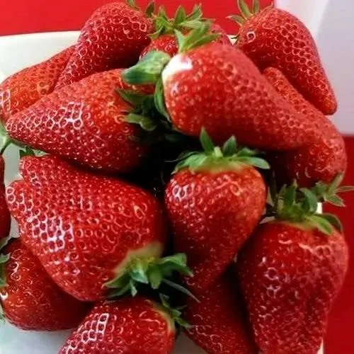 Клубника БРИЛЛА  Клубника БРИЛЛА в Рогачеве