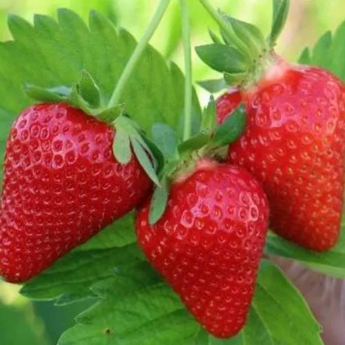 Клубника КЛОДИЯ  Клубника КЛОДИЯ в Рогачеве