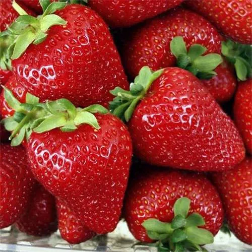 Клубника СКАЛА  Клубника СКАЛА в Рогачеве