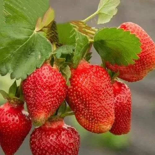 Клубника АЗИЯ  Клубника АЗИЯ в Рогачеве