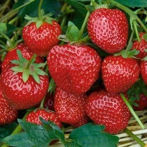 Клубника СЕЛЬВА ремонтантная  Клубника СЕЛЬВА ремонтантная в Рогачеве