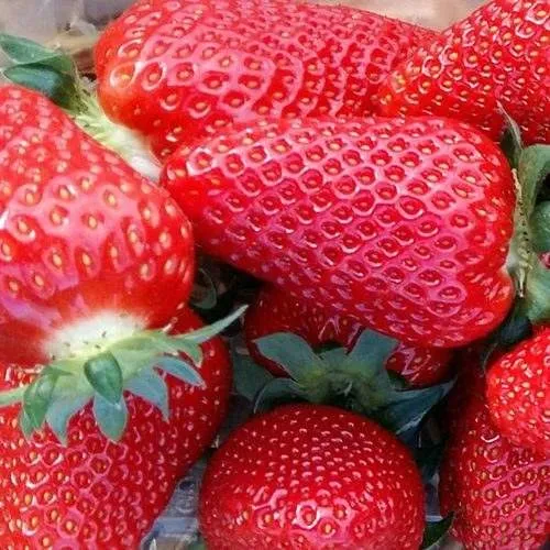 Клубника АМИ  Клубника АМИ в Рогачеве