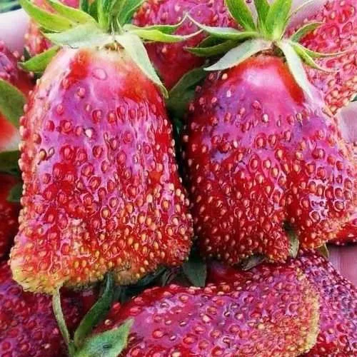 Клубника КУПЧИХА  Клубника КУПЧИХА в Рогачеве