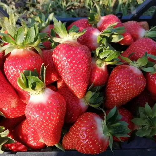 Клубника ЛЮЧИЯ  Клубника ЛЮЧИЯ в Рогачеве