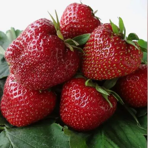 Клубника НАБИЛА  Клубника НАБИЛА в Рогачеве