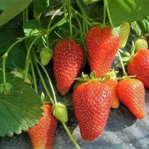 Клубника РОКСАНА  Клубника РОКСАНА в Рогачеве